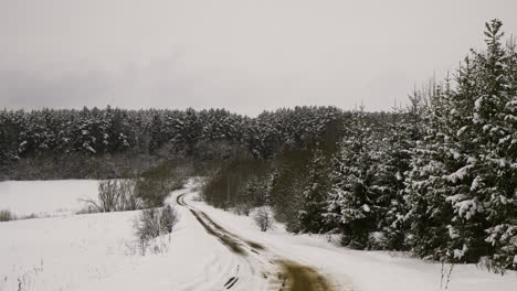 bosque cubierto de nieve