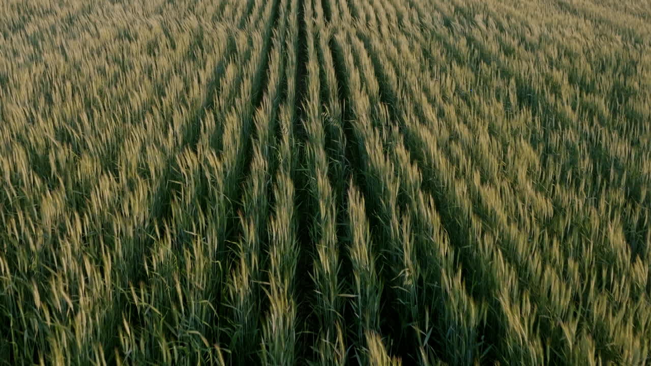 A tightly framed aerial view of a lush wheat field at golden hour, showcasing neat rows of ripening grain swaying in the wind