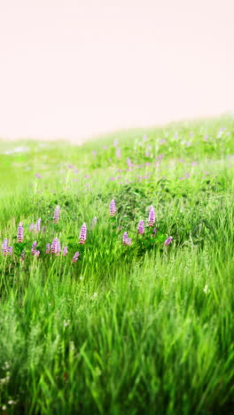 beautiful green field with purple flowers