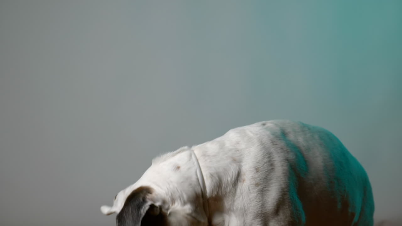 그의 입으로 팝콘을 잡는 흰색 복서 개, 슬로우 모션 보기