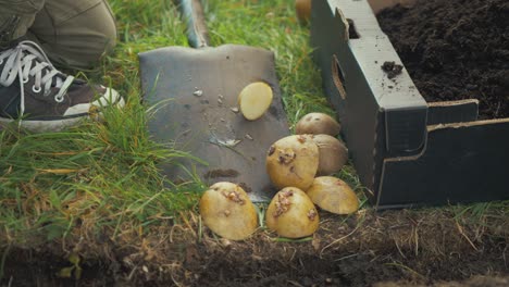 troweling compost soil over planted potatoes