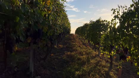 un paseo suave en un viñedo italiano al atardecer