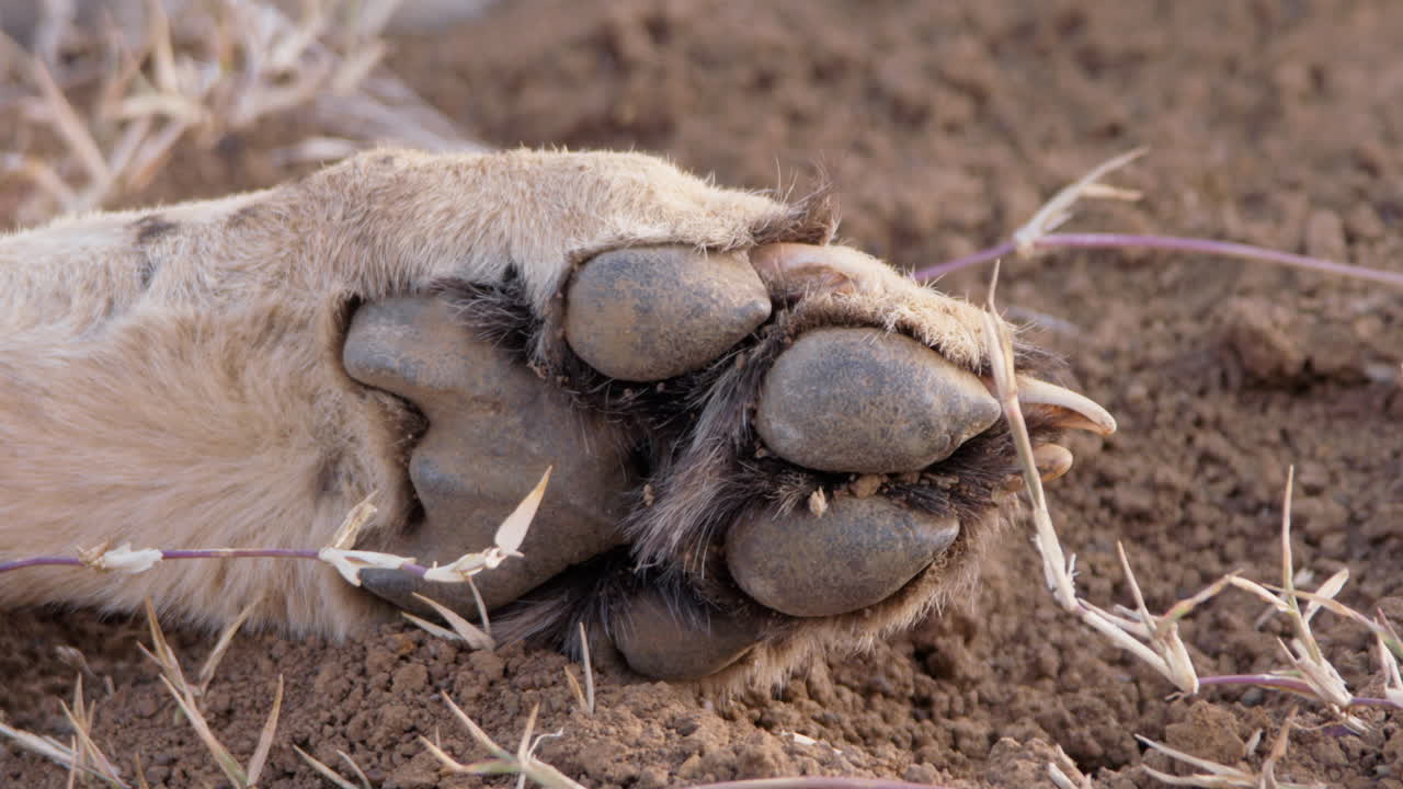 Close up of a cheetah's paw as it lies on dirt during the morning