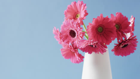 Vídeo-De-Flores-Rosadas-En-Jarrón-Blanco-Con-Espacio-Para-Copiar-Sobre-Fondo-Azul