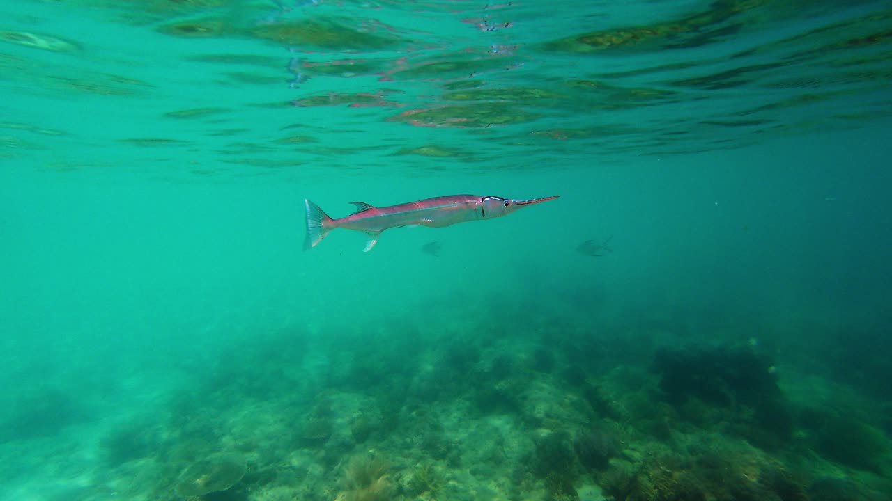 Eine Unterwasseraufnahme von zwei Barrakudafischen, die im Ozean auf den Philippinen schwimmen