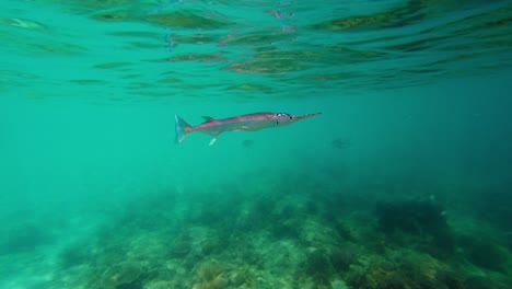 Eine-Unterwasseraufnahme-Von-Zwei-Barrakudafischen,-Die-In-Einem-Ozean-Auf-Den-Philippinen-Schwimmen