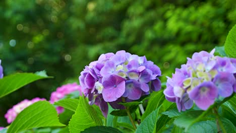 Primer-Plano-Cinematográfico-De-Flores-De-Hortensias-Moradas-En-Cámara-Lenta.