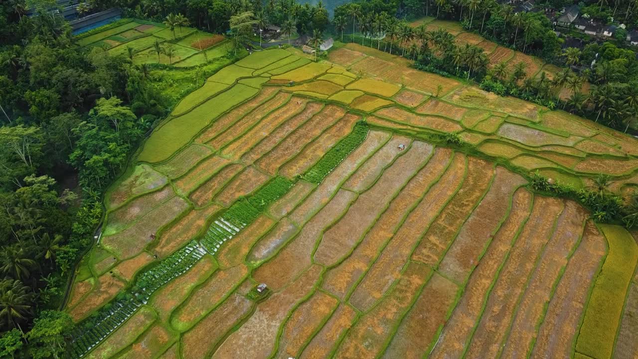 красивые кинематографические кадры с беспилотника убуд, бали с экзотической рисовой террасой, небольшими фермами и агролесомелиоративной плантацией