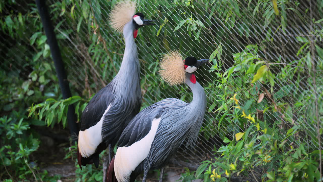 Two Grey crowned crane birds near a fence at a zoo