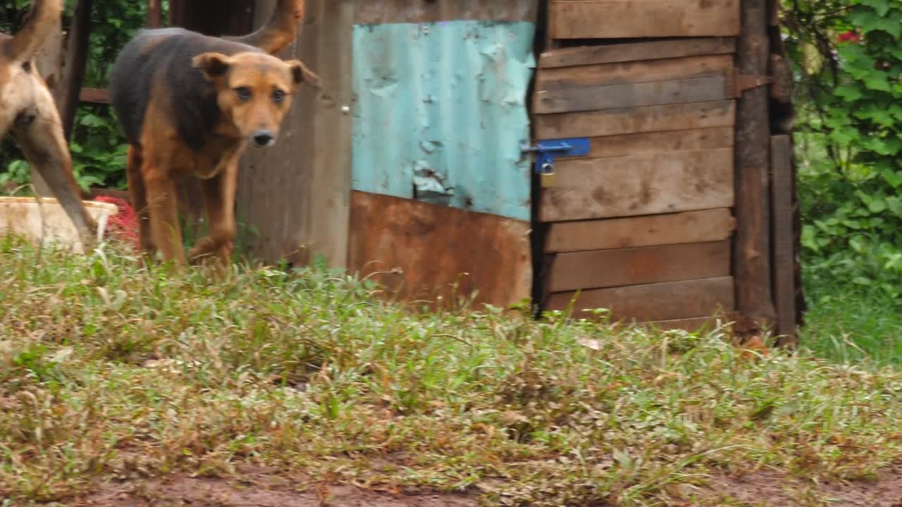 tres perros negros de la aldea en un hogar africano