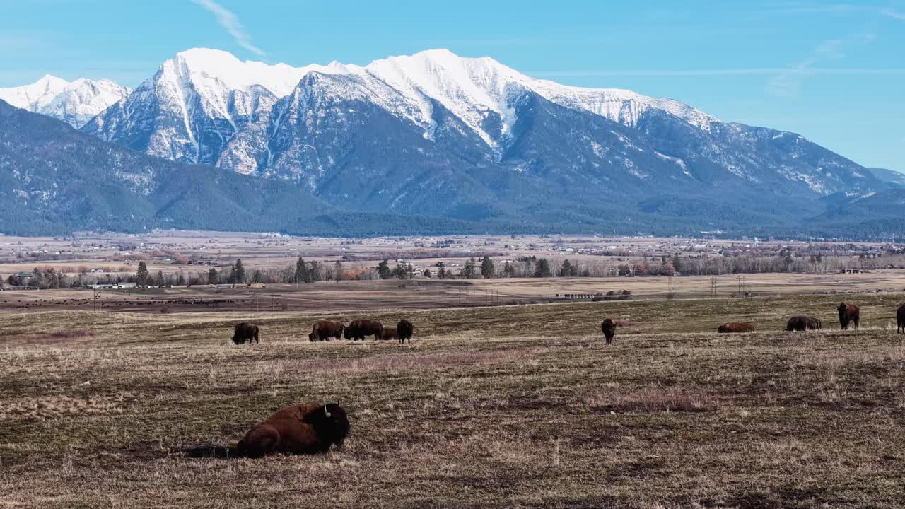 Flygbild över bisonoxar som vilar på öppna slätter med en hjord i fjärran och snötäckta berg i bakgrunden i Montana