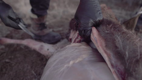 desollar ciervos con un cuchillo de cazador