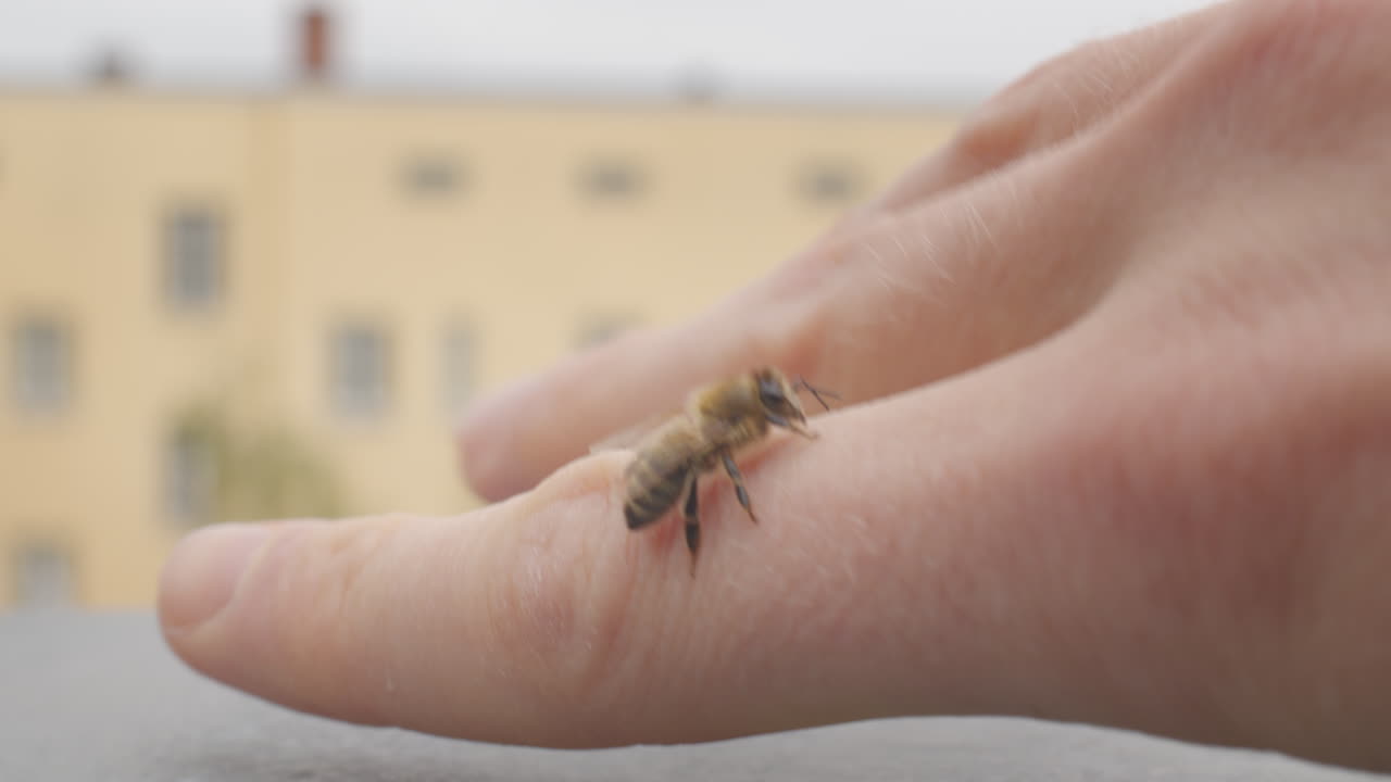 Honey bee on human caucasian hand, outside with building behind.