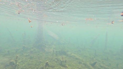 clear water reveals submerged roots and debris