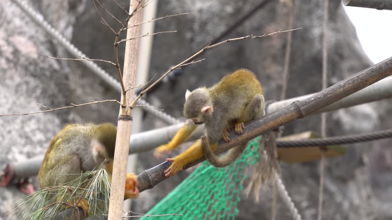 dos monos ardilla peleando por la comida naranja en un poste de bambú en un zoológico infantil en el gran parque de seúl