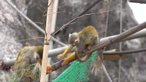 two squirrel monkey fighting for the orange food on a bamboo pole in a children zoo in seoul grand park