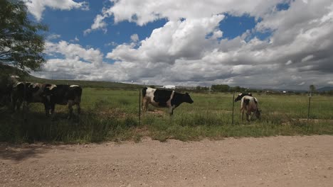 group of cows grazing in the desert