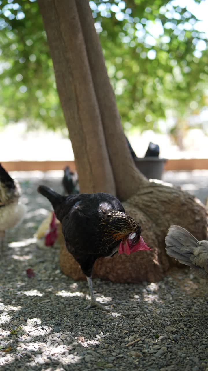 pollo negro bajo un árbol