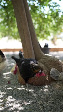 black chicken under a tree