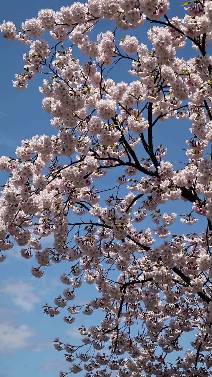 Video captures cherry blossoms against a clear blue sky, shot from a low angle