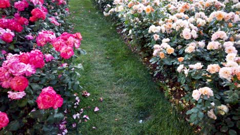 drying or fading pink and white roses in the garden or park