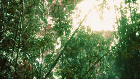 the arashiyama bamboo grove of kyoto