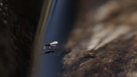 a tiny bug struggling to walk on the water surface