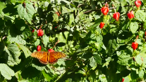 Butterfly-flying-or-resting