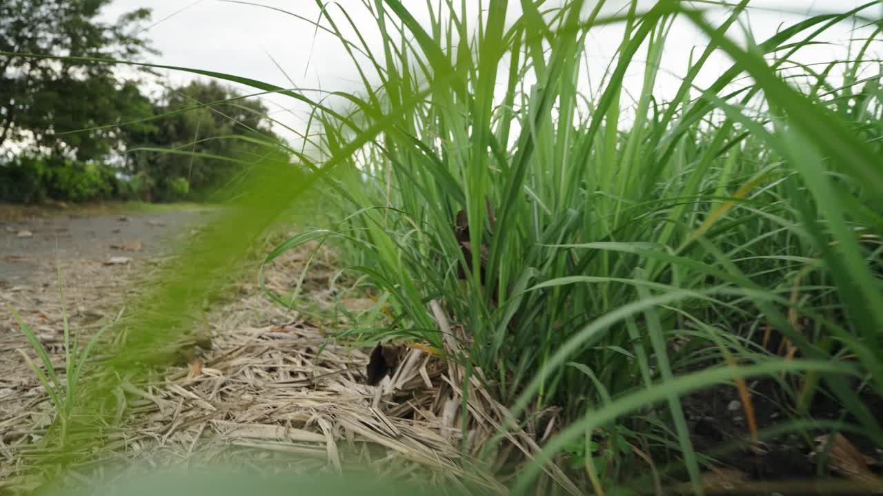 Footage simulating a person walking through a small sugarcane field in Colombia showing rural landscape and tropical agriculture environment