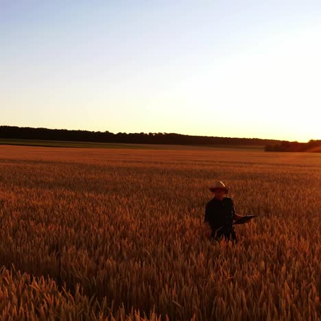 agronomist checking harvest on field. farmer in hat with a folder walking among ripe spikelets against orange sunset.