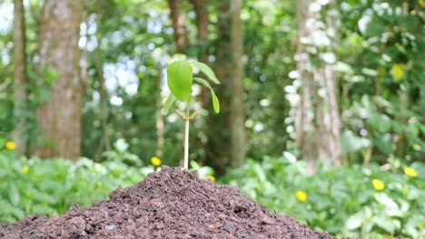 small tree growing it has been planted and watered well.