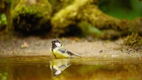 Carbonero-Común-En-Frisia,-Países-Bajos,-Con-Un-Reflejo-Perfecto-Mientras-Salta-A-Un-Estanque-De-Agua,-Bate-Sus-Alas-Y-Mira-A-Su-Alrededor.