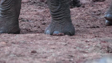 elefante africano de arbusto de primer plano pies caminando en el parque de safari