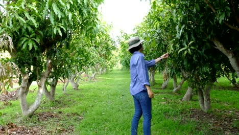 farmer monitoring disease & insect infection of mango in organic farm