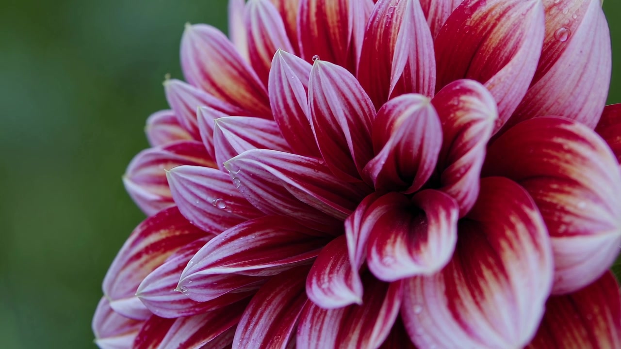 Primo piano di un fiore di dalia rosso e bianco vibrante