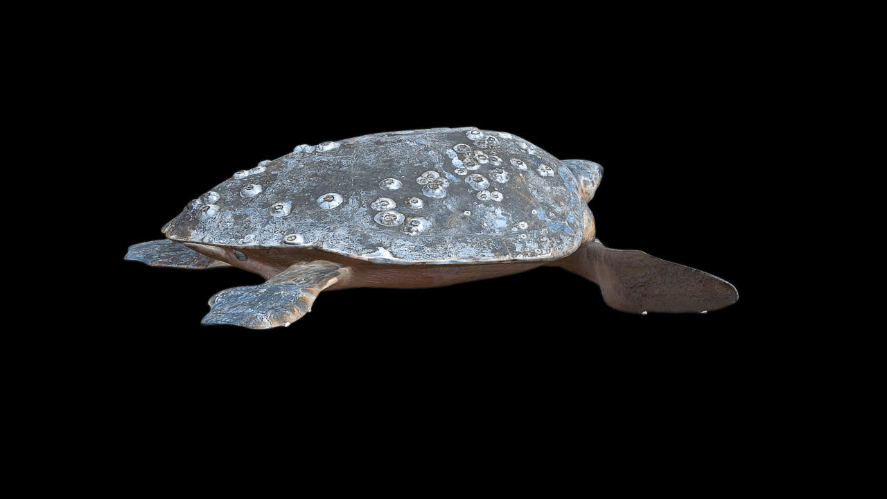 Turtle Swim With Alpha Channel