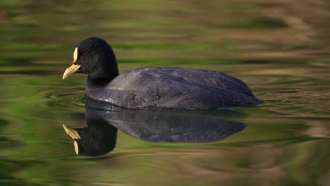 Bonito-Pato-De-Color-Negro-Con-Ojos-Rojos-Nadando-En-Un-Lago-Limpio-Durante-El-Verano,-4k---Focha-De-Liga-Roja-O-Especie-Fulica-Armillata