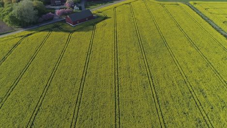 Vibrante-Granja-De-Canola