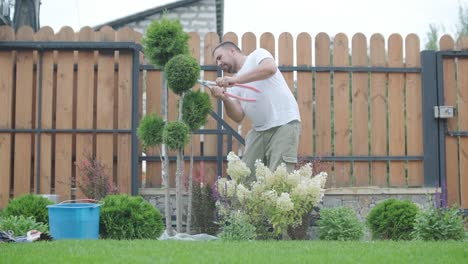 a gardener prunes decorative shrubs with shears in a landscaped yard, focusing on plant shaping and garden aesthetics. wooden fence and green lawn in the background