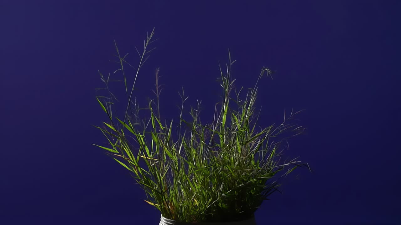 planta de tierra con fondo de pantalla azul