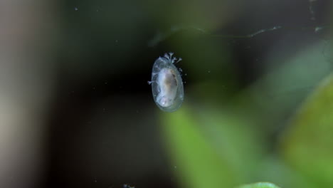 a tiny, young aquatic snail with stentor protists attached to its shell