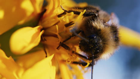 abejorro sentado en una flor amarilla