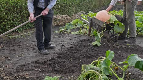 amigos masculinos activos en suelo de jardín de azada de huerta orgánica