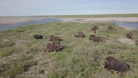 un rebaño de bueyes muscosos salvajes en alaska filmado con un avión no tripulado