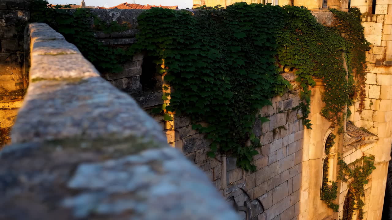Antico muro di pietra con edera e ombre del tramonto