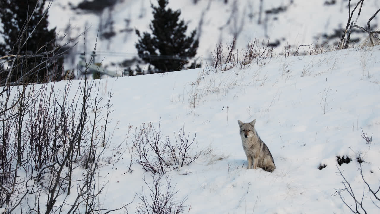 Wide static shot of lone coyote sitting in snowy Canadian landscape