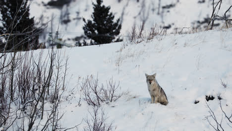 wide static shot of lone coyote sitting in snowy canadian landscape