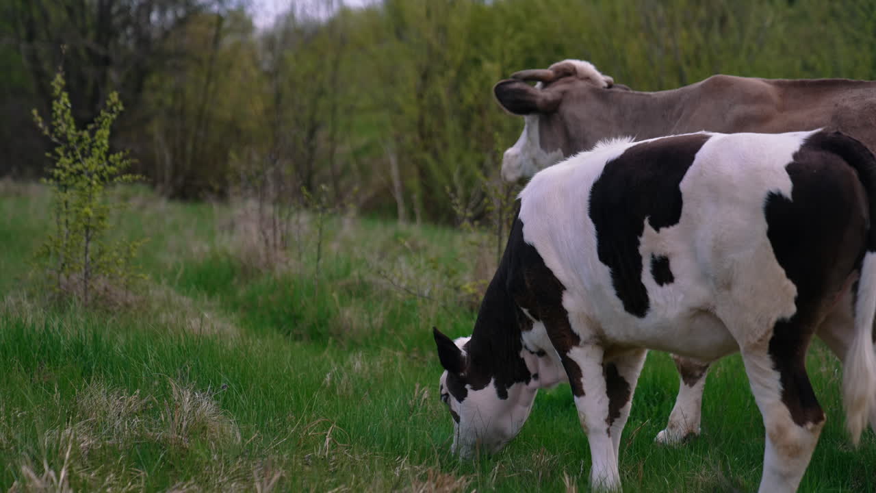 Calf and a cow in nature. Beautiful white and black calf grazing grass next to the brown cow on pasture in summer.
