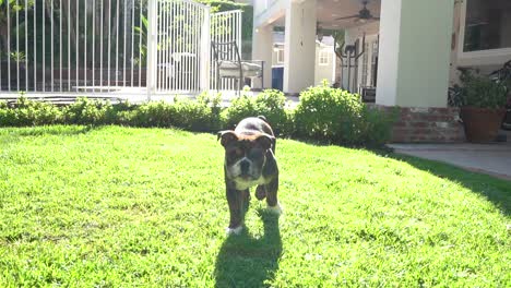 puppy-dog-playing-in-grassy-lawn