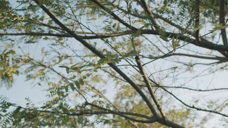 rack focus between trees at golden hour shot using bmpcc4k